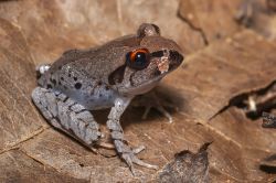 143-Mixophyes fleayi